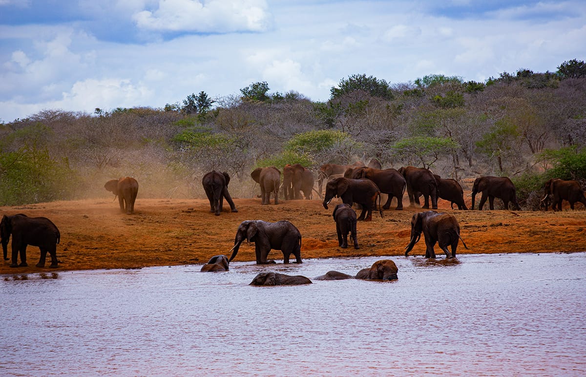 Elefante cubierto de tierra roja en el parque nacional de Tsavo, Kenia