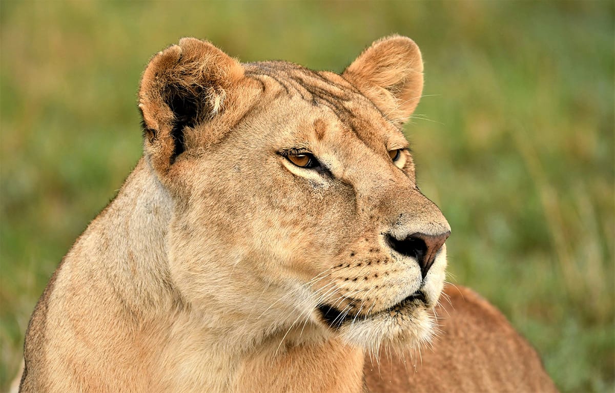 Leones en la sabana de la reserva nacional del Masái Mara, Kenia