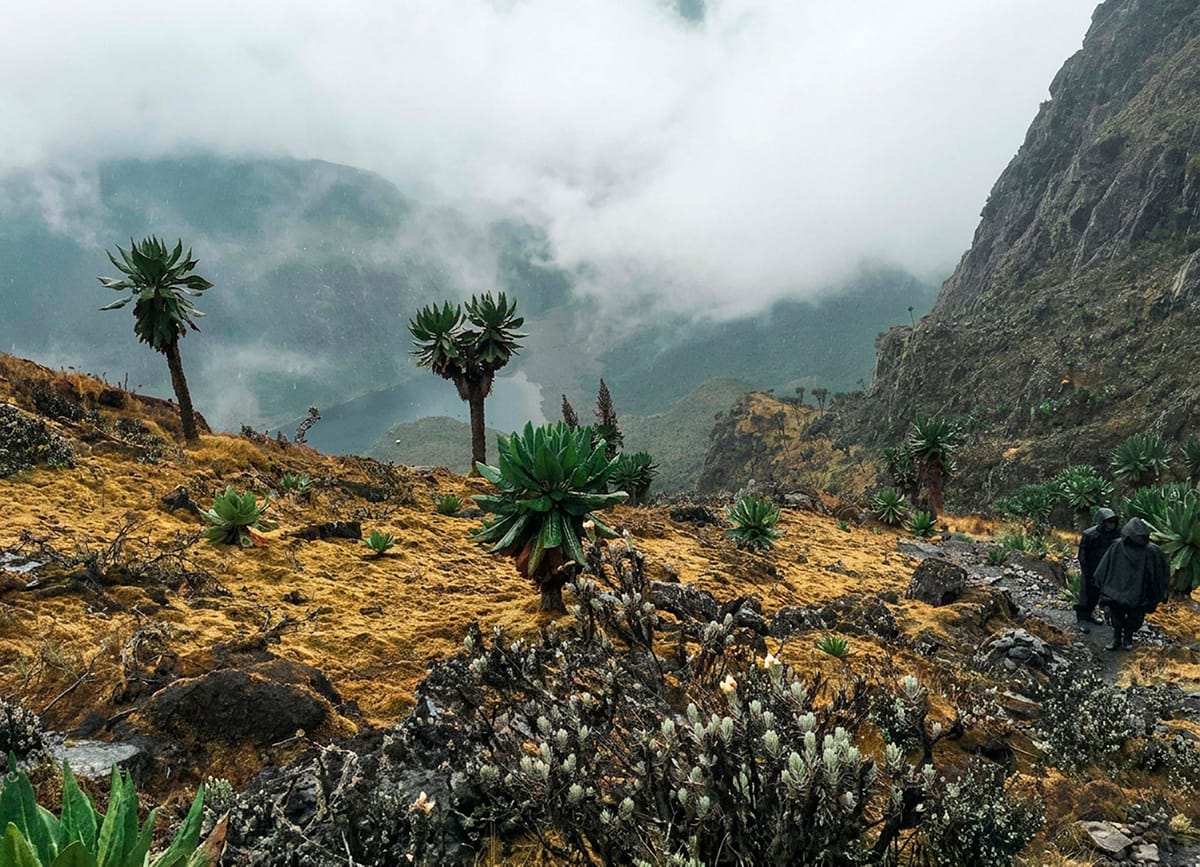 Lobelias gigantes y niebla en las montañas Rwenzori, Uganda