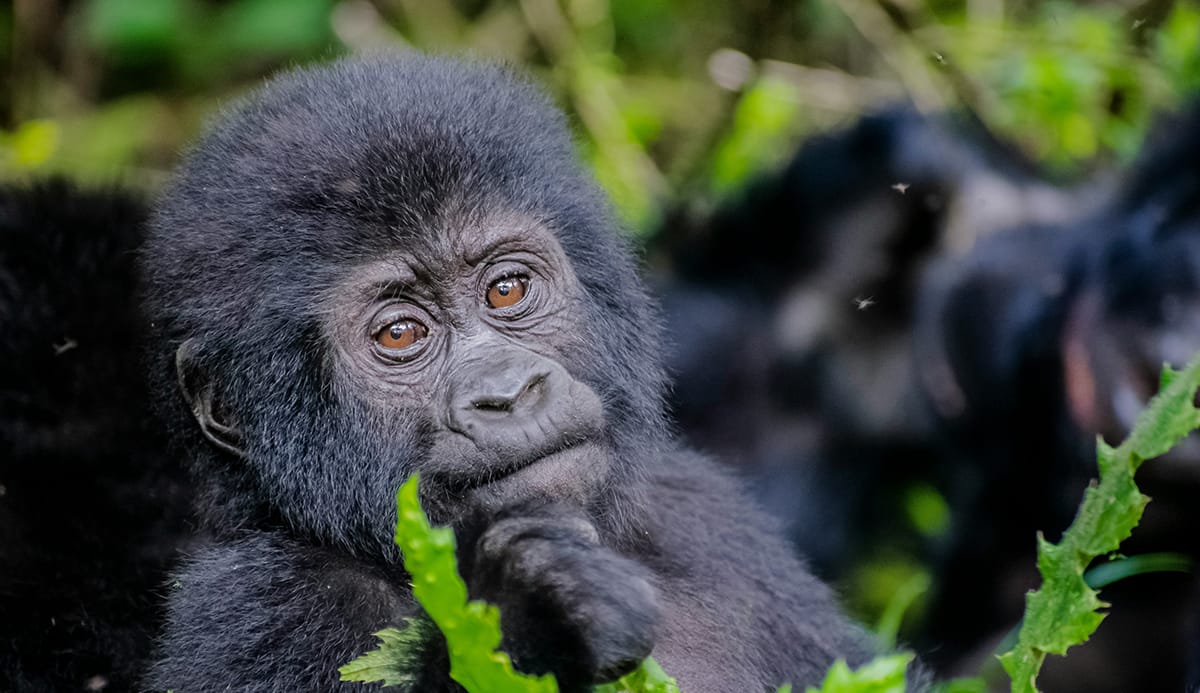 Cría de gorila de montaña en la selva de Bwindi, Uganda